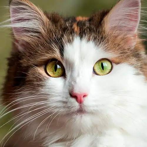 Gatito con carita tierna